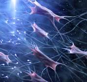 Fibroblasts in Skin: The Secret Behind Collagen and Elastin and so much more...
